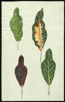Image of Codiaeum 'Mona Lisa'
