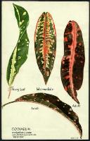 Image of Codiaeum 'Nestor'