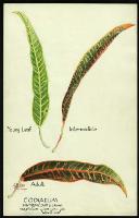 Image of Codiaeum 'Nevilliae'