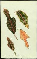 Image of Codiaeum 'Powellii'