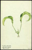 Image of Codiaeum 'Recurvatum'