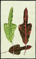 Image of Codiaeum 'Rutherford'