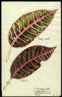 Image of Codiaeum 'Reidii'