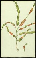 Image of Codiaeum 'Spirale'