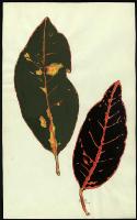Image of Codiaeum 'Dr Stewart'
