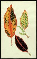Image of Codiaeum 'Dr Stewart'