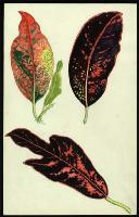 Image of Codiaeum 'Strawberry'