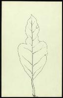Image of Codiaeum 'Strawberry'