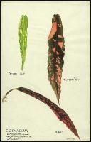 Image of Codiaeum 'Undulatum'