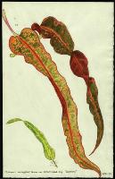 Image of Codiaeum 'Warrenii'