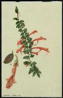 Image of Columnea x banksii