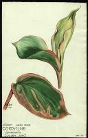 Image of Cordyline terminalis 'Golden Juno'