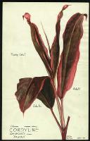 Image of Cordyline terminalis 'Paganii'