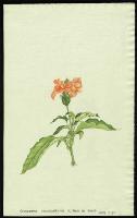 Image of Crossandra infundibuliformis