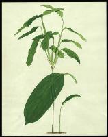 Image of Ctenanthe humilis