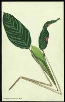 Image of Ctenanthe kummeriana