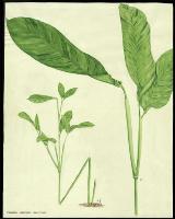 Image of Ctenanthe lubbersiana