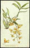 Image of Dendrobium chrysotoxum