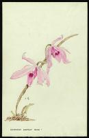 Image of Dendrobium superbum