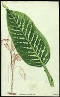 Image of Dieffenbachia amoena
