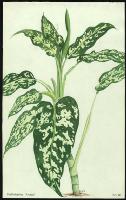 Image of Dieffenbachia 'Arvida'