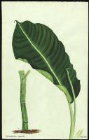 Image of Dieffenbachia leopoldii