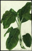Image of Dieffenbachia meleagris
