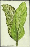 Image of Dieffenbachia x memoria - corsii