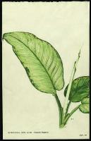 Image of Dieffenbachia picta 'Rudolph Roehrs'