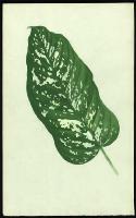 Image of Dieffenbachia sequine