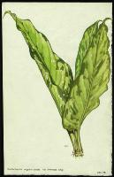 Image of Dieffenbachia sequine var. irrorata