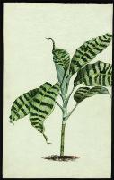 Image of Dracaena goldieana