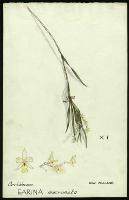 Image of Earina mucronata