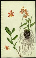 Image of Epidendrum radicans