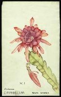 Image of Epiphyllum
