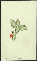 Image of Episcia cupreata 'Acajou'