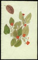 Image of Episcia cupreata hyb