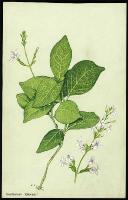 Image of Eranthemum 'Eldorado'