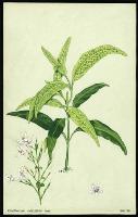 Image of Eranthemum reticulatum