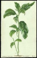 Image of Eranthemum tricolor 'Albo-variegatum'