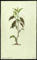 Image of Eranthemum variabile