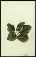 Image of Fittonia verschaffeltii var. pearcei
