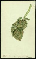 Image of Fittonia gigantea