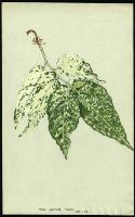 Image of Ficus parcellii