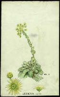 Image of Greenovia aurea