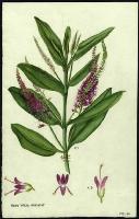 Image of Hebe 'Alicia Amherst'