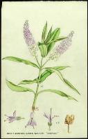 Image of Hebe x andersonii 'Andersonii'