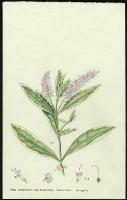 Image of Hebe andersonii 'Andersonii variegata'