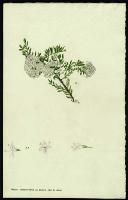 Image of Hebe diosmifolia