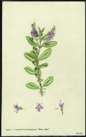 Image of Hebe x franciscana 'Blue Gem'